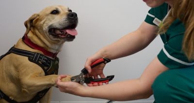 More training needed on dog nail clipping, RVC says